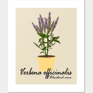 Verbena Posters and Art